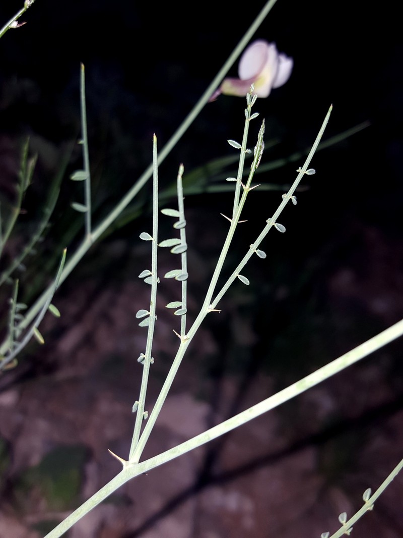 Rush Peteria photo 8