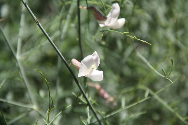 Rush Peteria