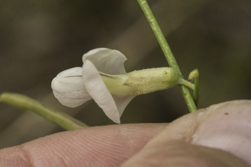 Rush Peteria photo 2