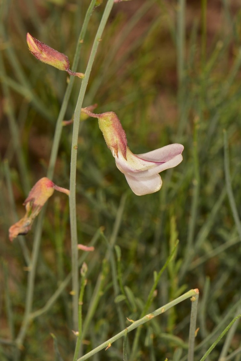 Rush Peteria photo 4