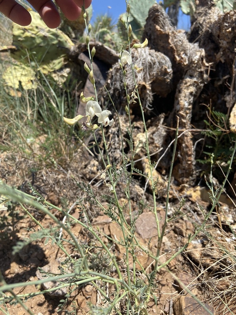 Rush Peteria photo 7
