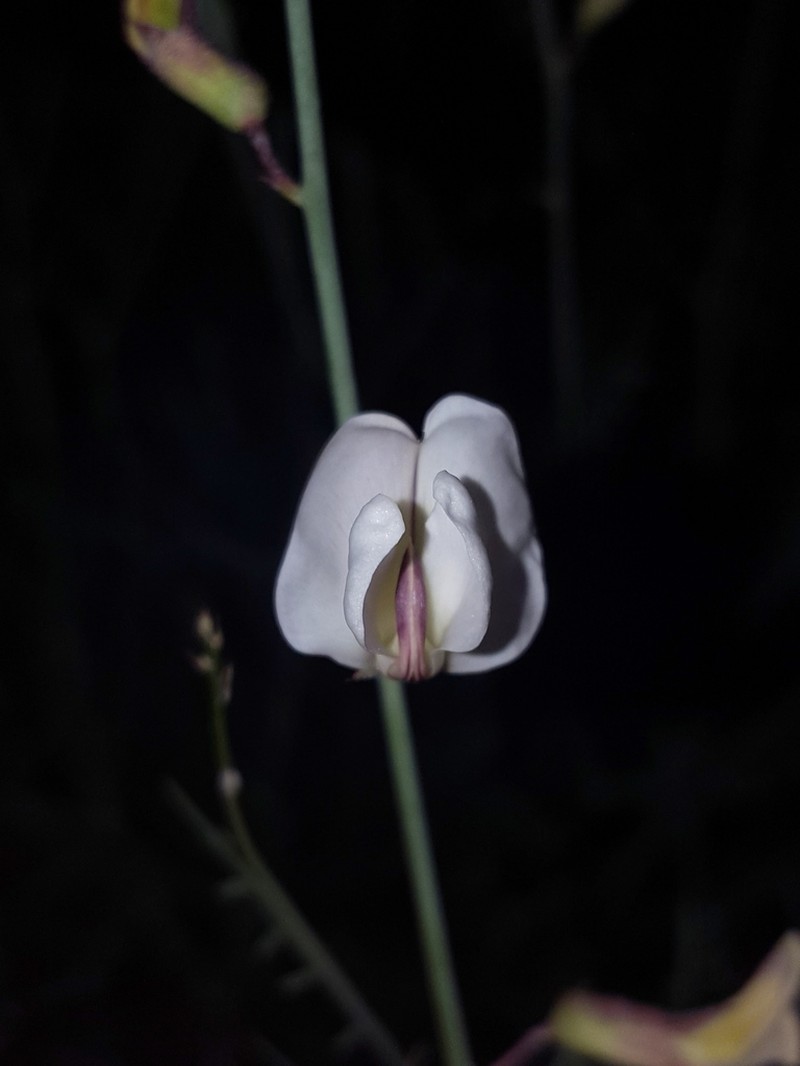 Rush Peteria photo 8