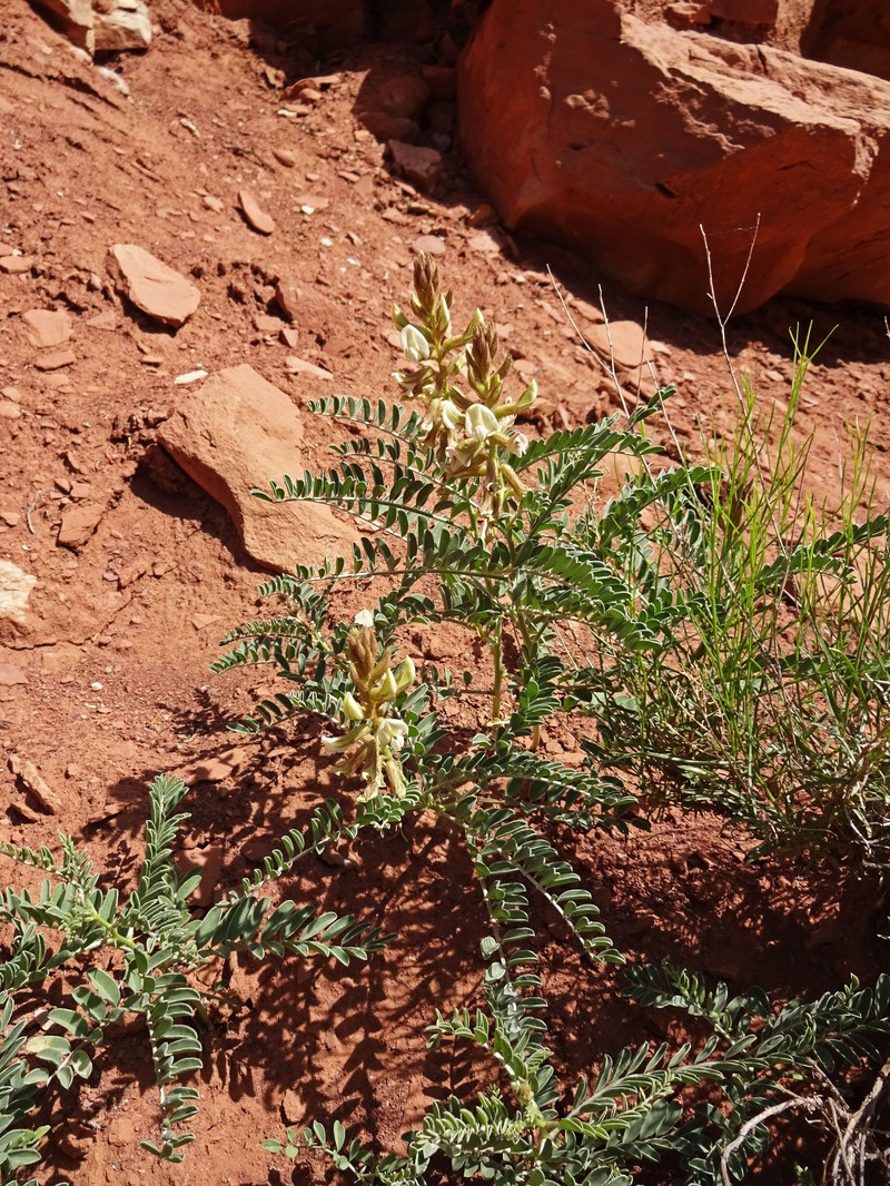 Thompson's Peteria photo 2