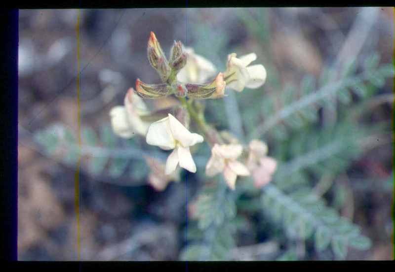 Thompson's Peteria photo 3