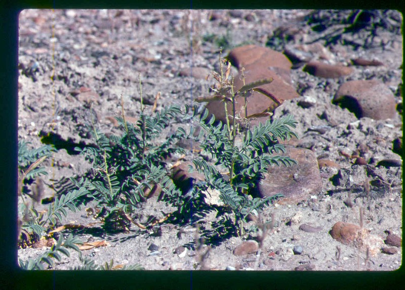 Thompson's Peteria photo 4