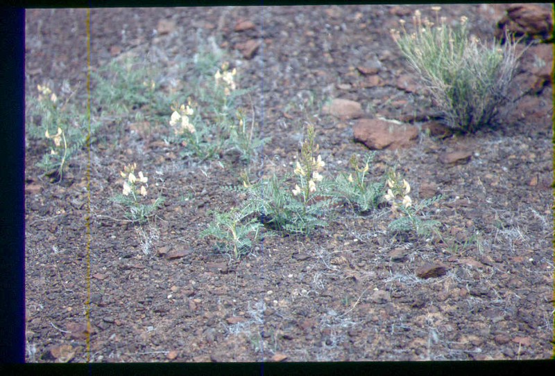 Thompson's Peteria photo 5