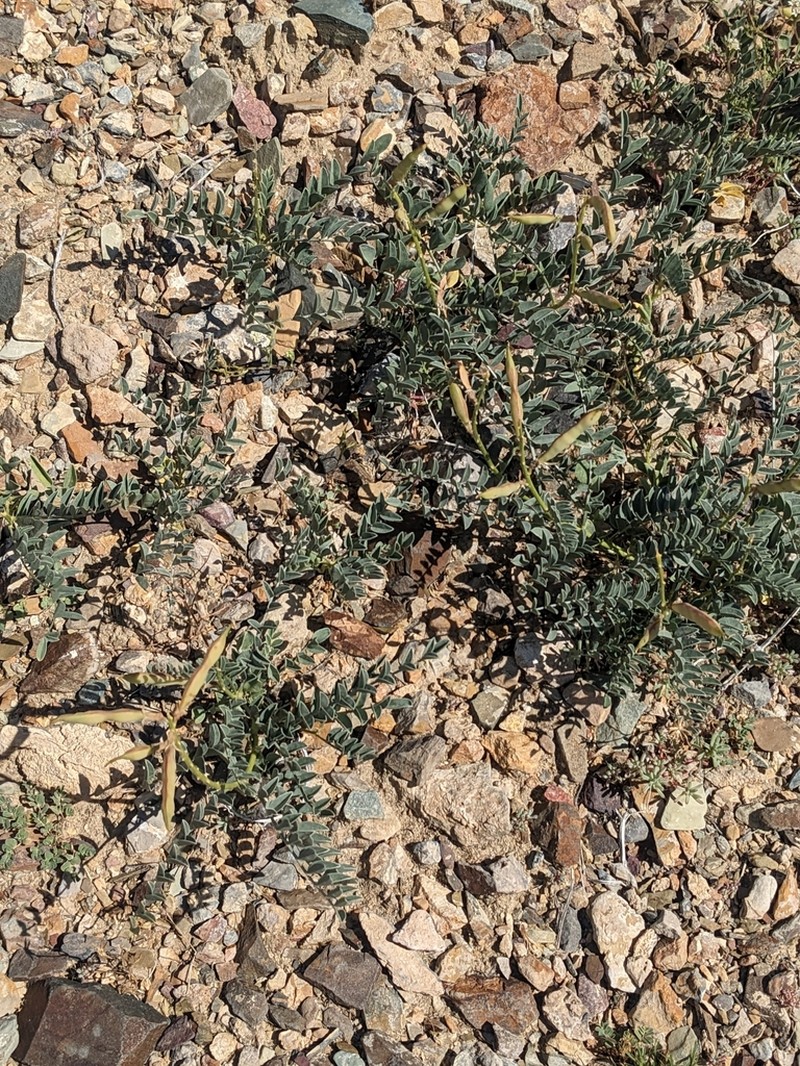 Thompson's Peteria photo 2