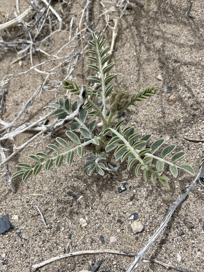Thompson's Peteria photo 3