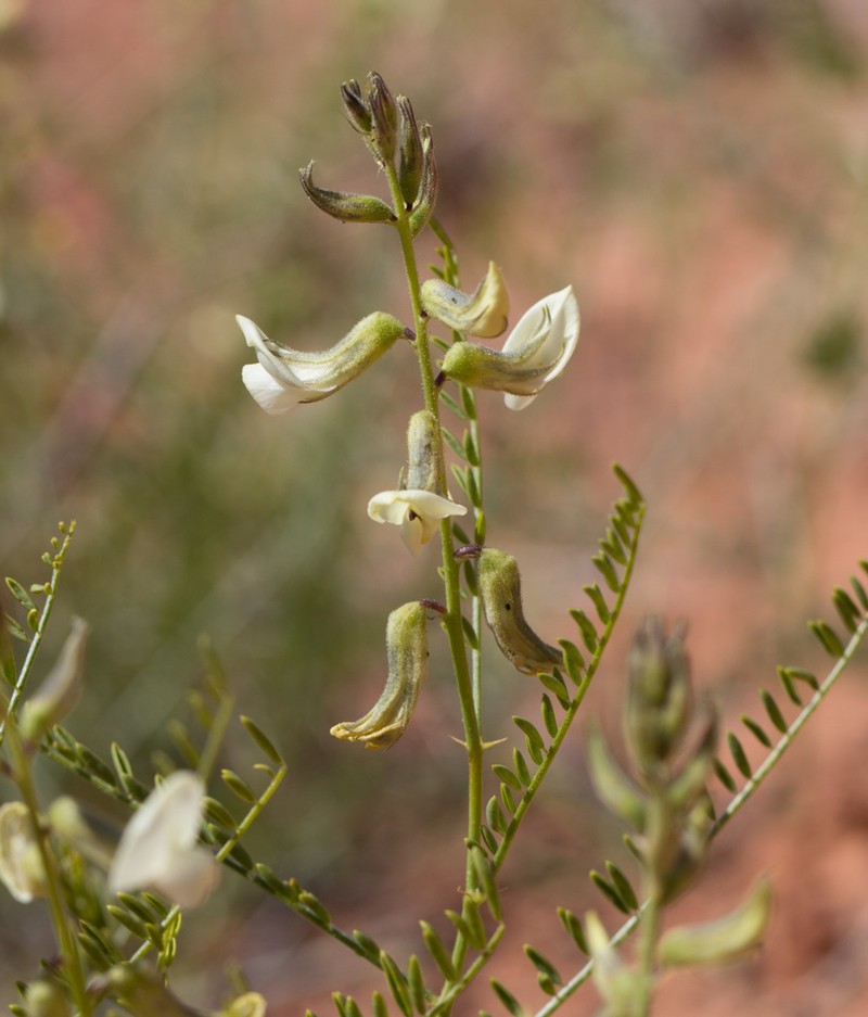 Thompson's Peteria photo 4
