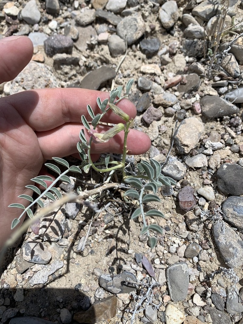 Thompson's Peteria photo 5