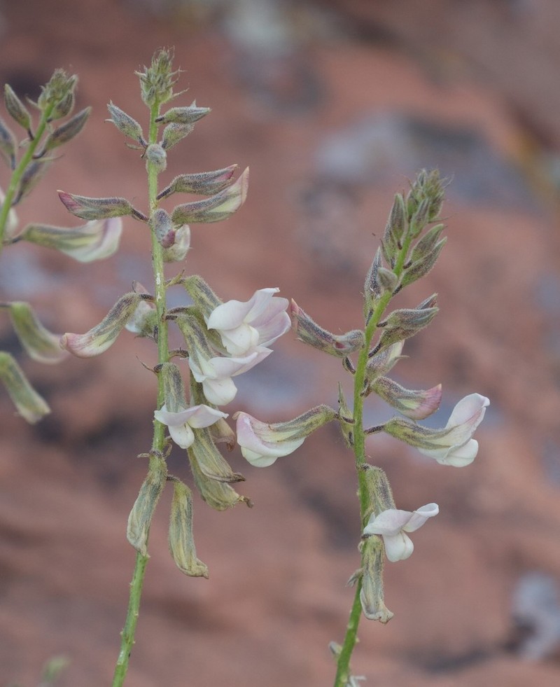 Thompson's Peteria photo 6