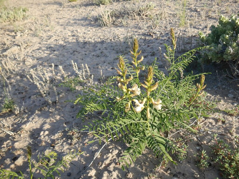 Thompson's Peteria photo 7