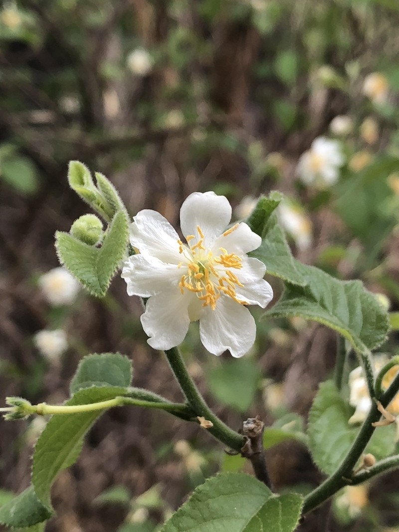 Peterodendron ovatum photo 3