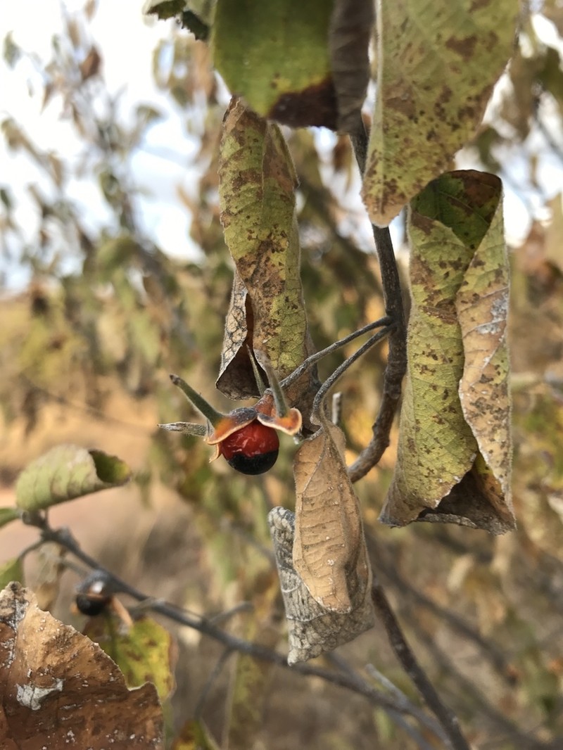 Peterodendron ovatum photo 4