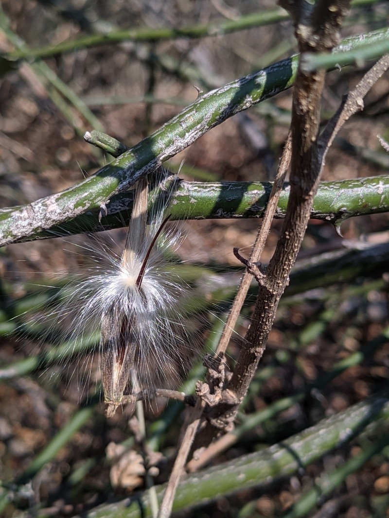 Peterodendron ovatum photo 5
