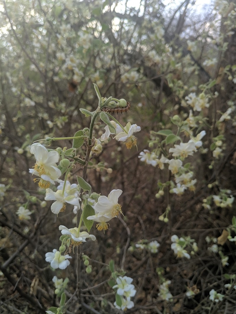 Peterodendron ovatum photo 6