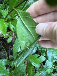 Guinea Henweed