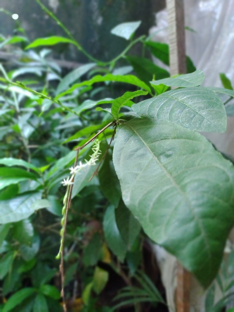 Guinea Henweed photo 2
