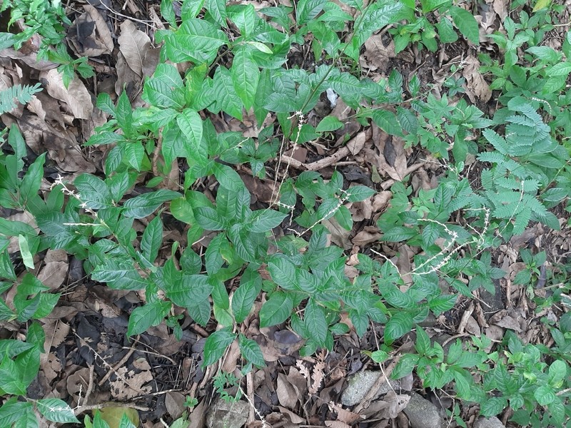 Guinea Henweed photo 3