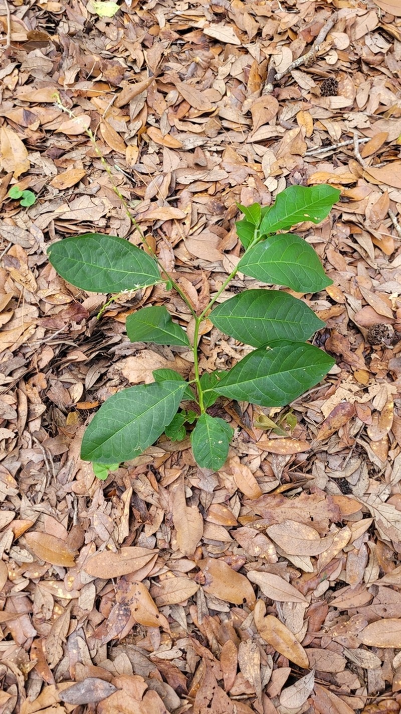 Guinea Henweed photo 4