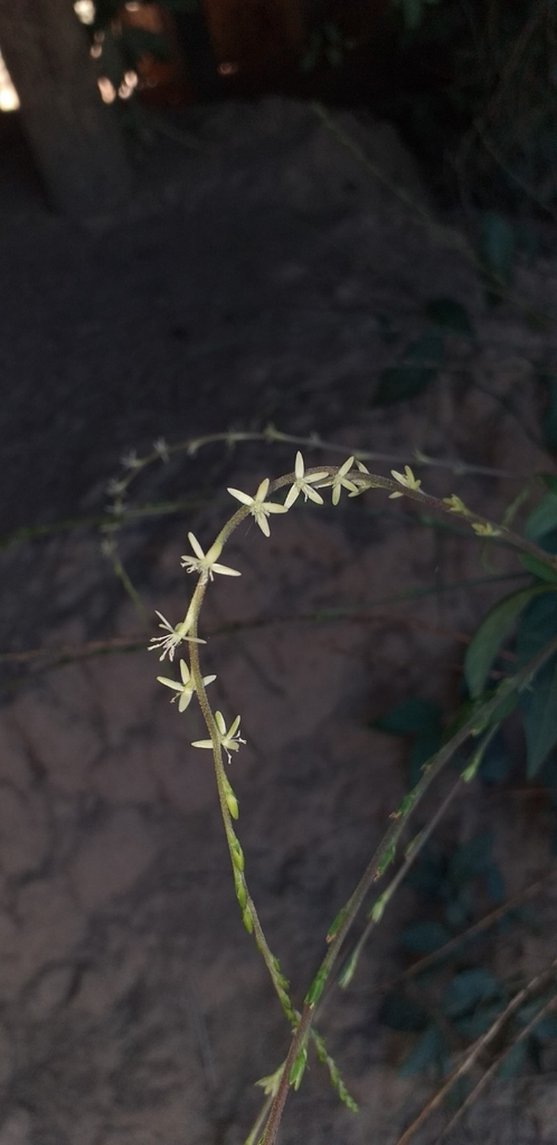 Guinea Henweed photo 5