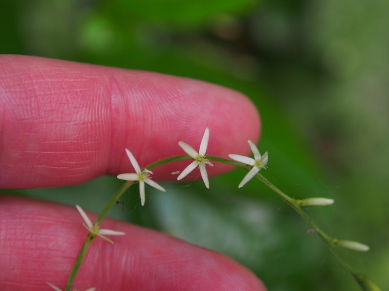 Guinea Henweed photo 6