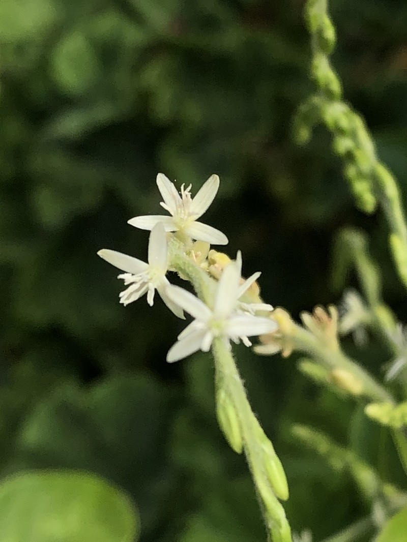 Guinea Henweed photo 7