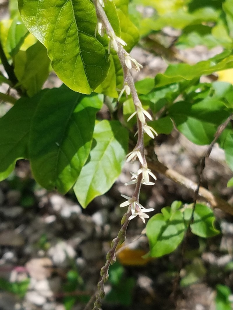 Guinea Henweed photo 8