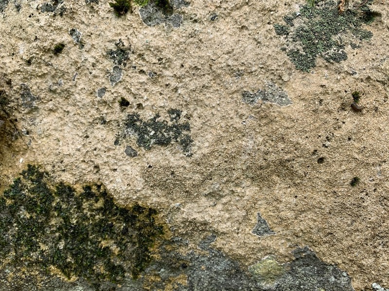 Farlow's Petractis
