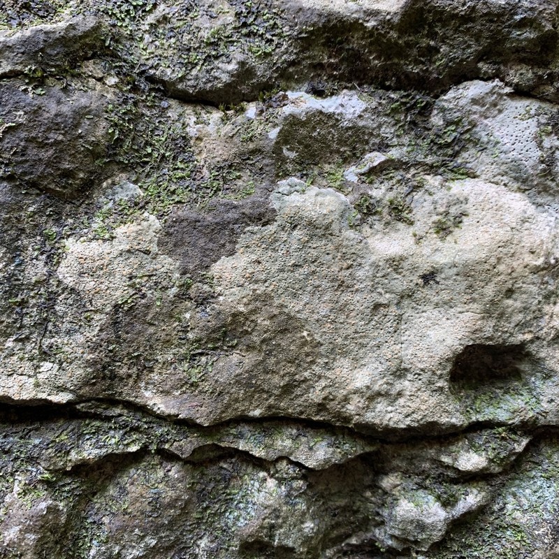 Farlow's Petractis photo 2