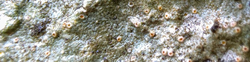Farlow's Petractis photo 3