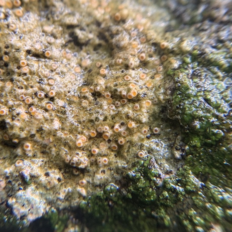 Farlow's Petractis photo 4