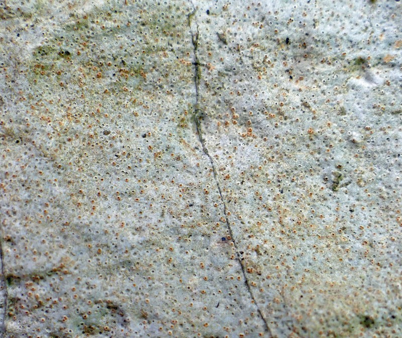 Farlow's Petractis photo 5
