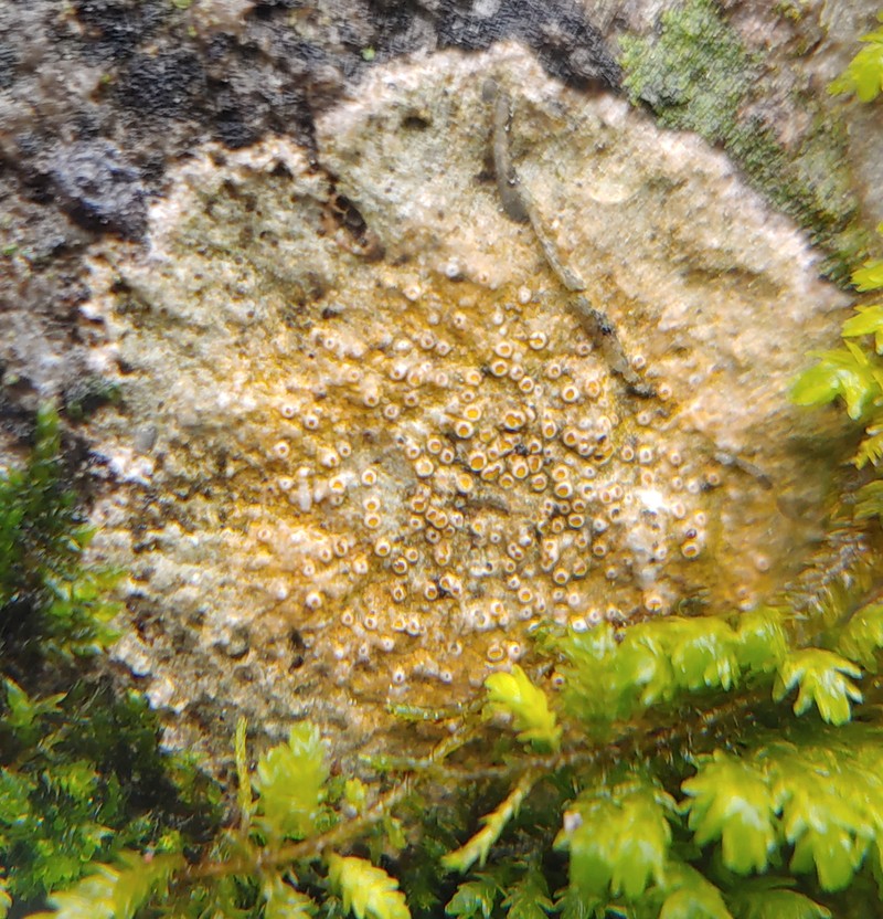 Farlow's Petractis photo 6