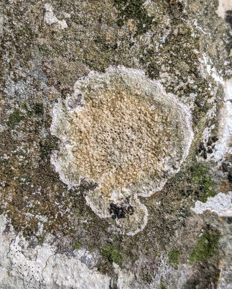 Farlow's Petractis photo 7