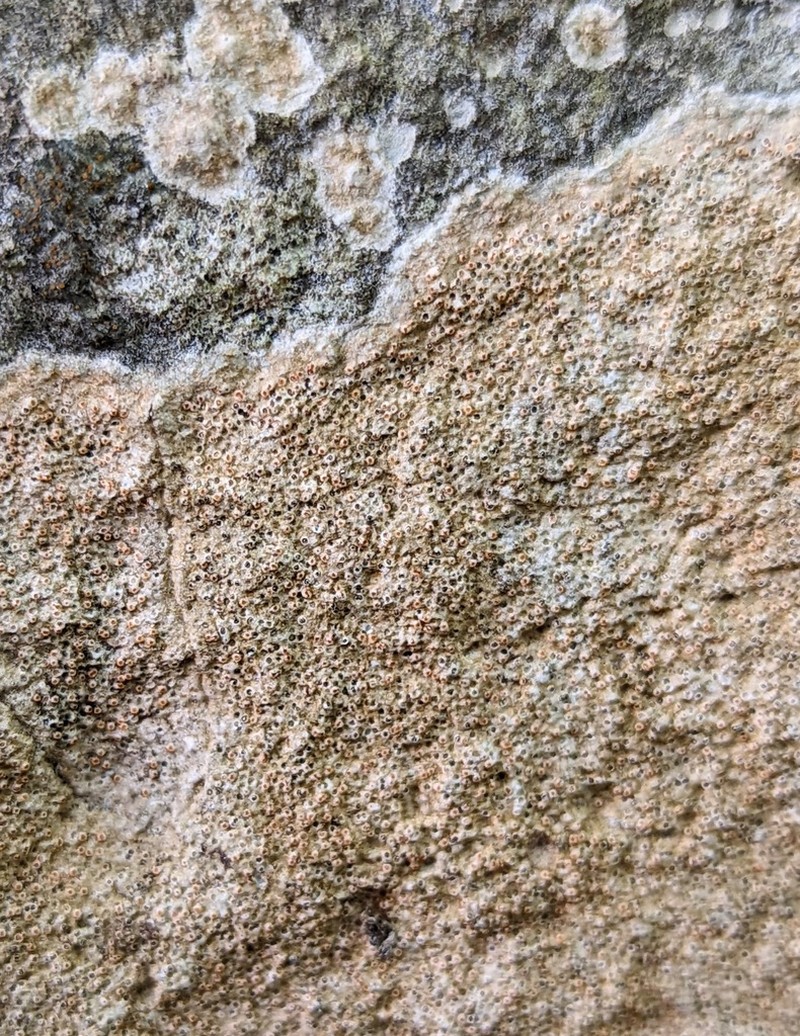 Farlow's Petractis photo 8