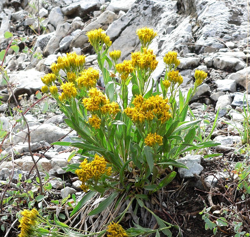 Rock Goldenrod