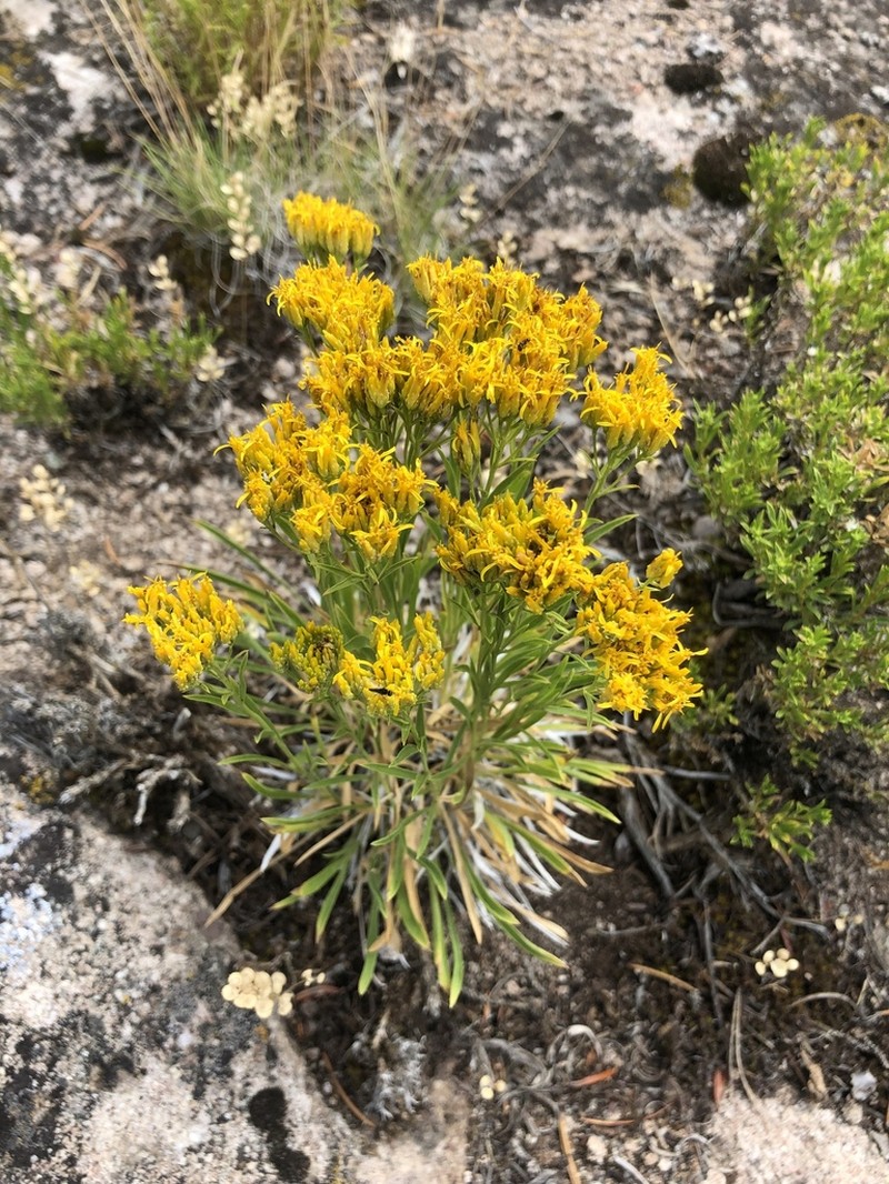 Rock Goldenrod photo 2