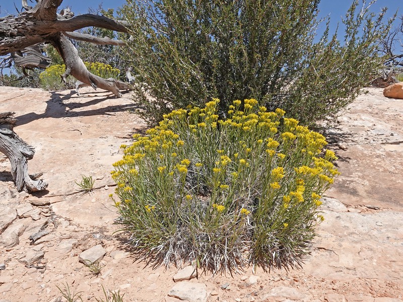 Rock Goldenrod photo 3
