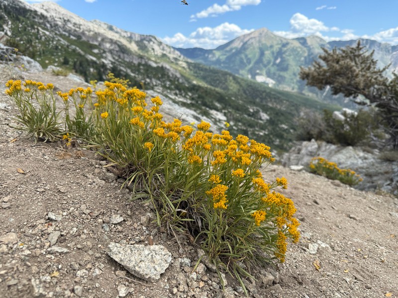 Rock Goldenrod photo 4