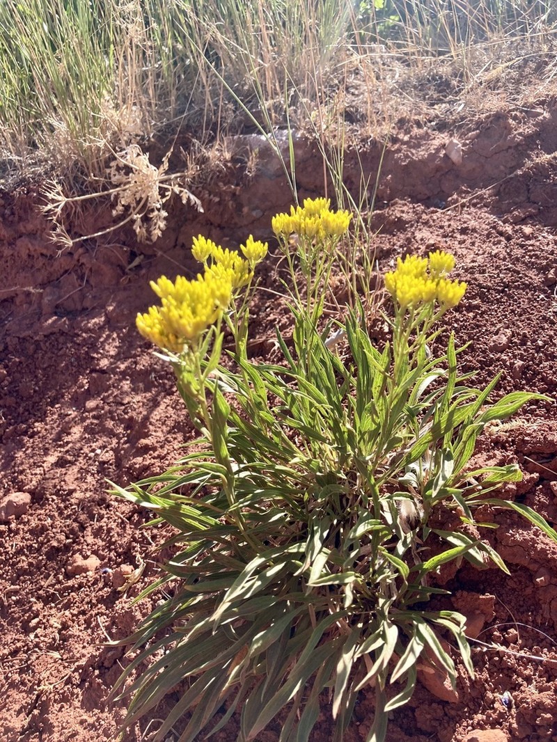 Rock Goldenrod photo 5