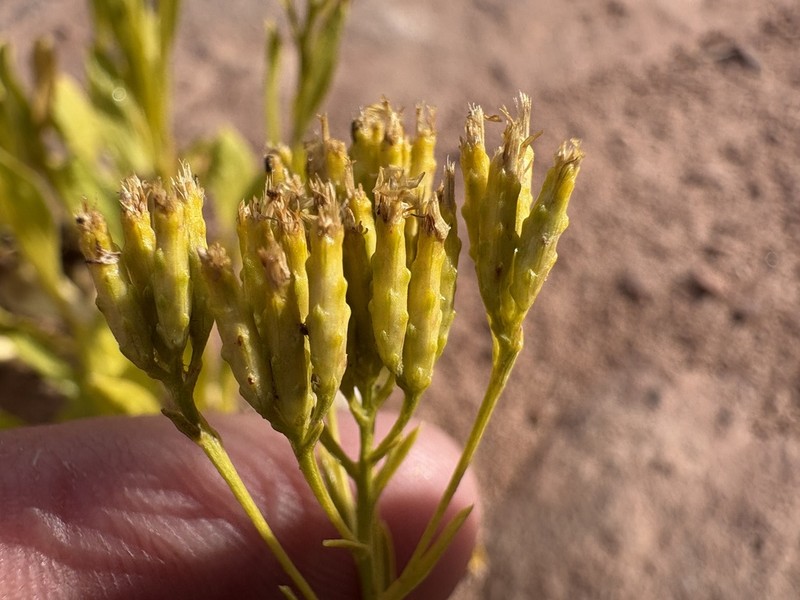 Rock Goldenrod photo 6