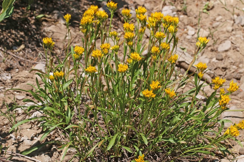 Rock Goldenrod photo 7