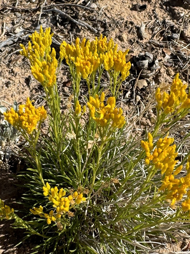 Petradoria pumila var. graminea