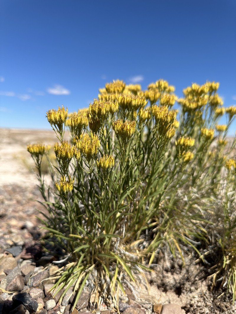 Petradoria pumila var. graminea photo 2