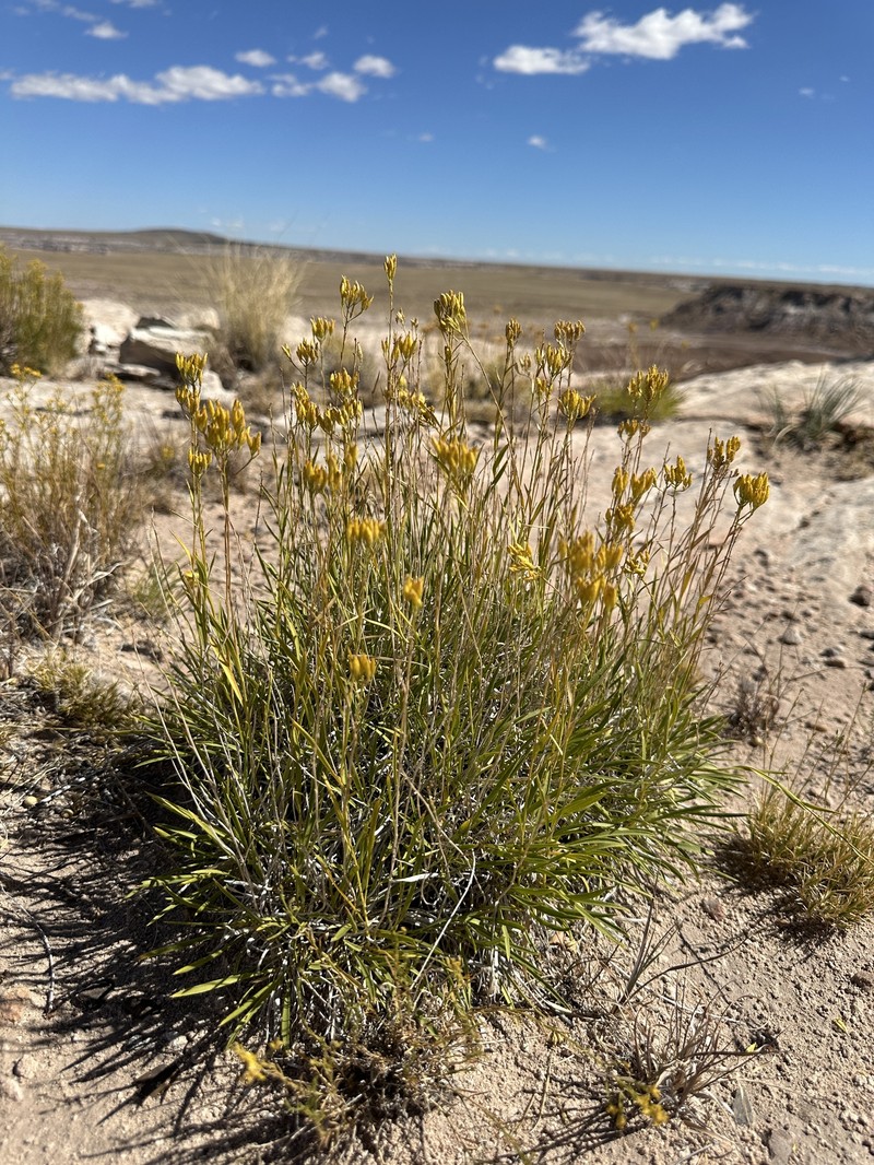 Petradoria pumila var. graminea photo 3