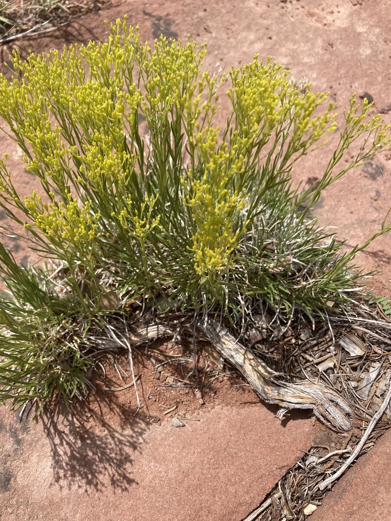 Petradoria pumila var. graminea photo 4