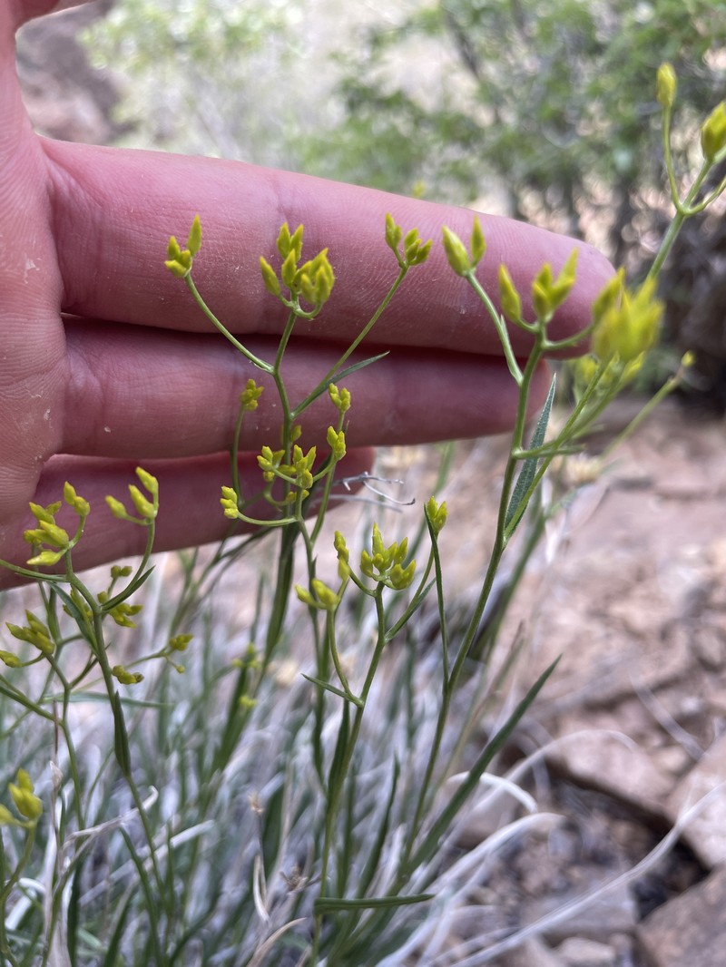 Petradoria pumila var. graminea photo 5
