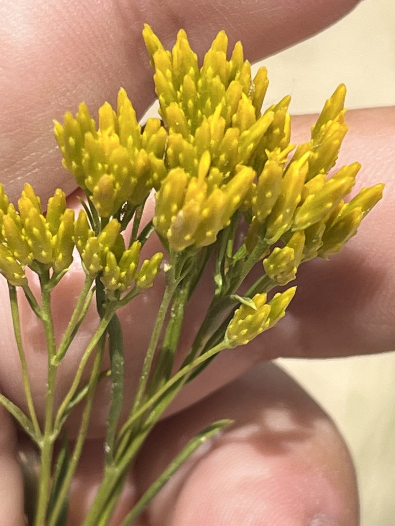 Petradoria pumila var. graminea photo 6