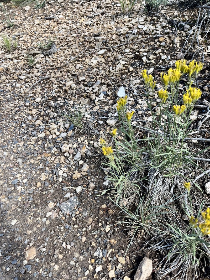 Petradoria pumila var. graminea photo 7